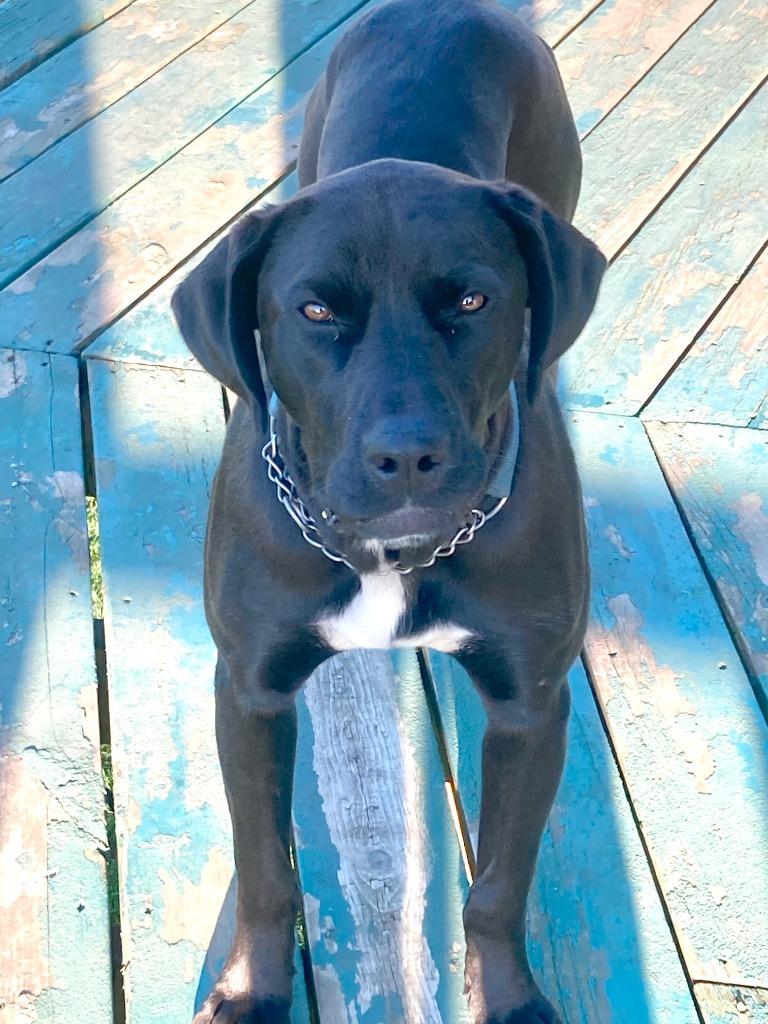 Ebby, a Adoptable mixed breed in Spooner, WI image 1/2