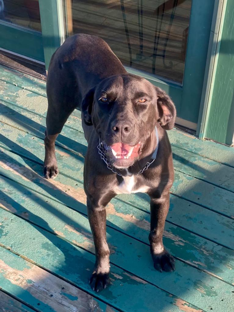 Ebby, a Adoptable mixed breed in Spooner, WI image 2/2