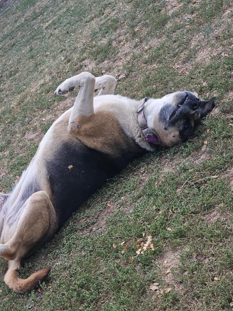 Cleo, Adoptable, Adult Female Border Collie & German Shepherd Dog.