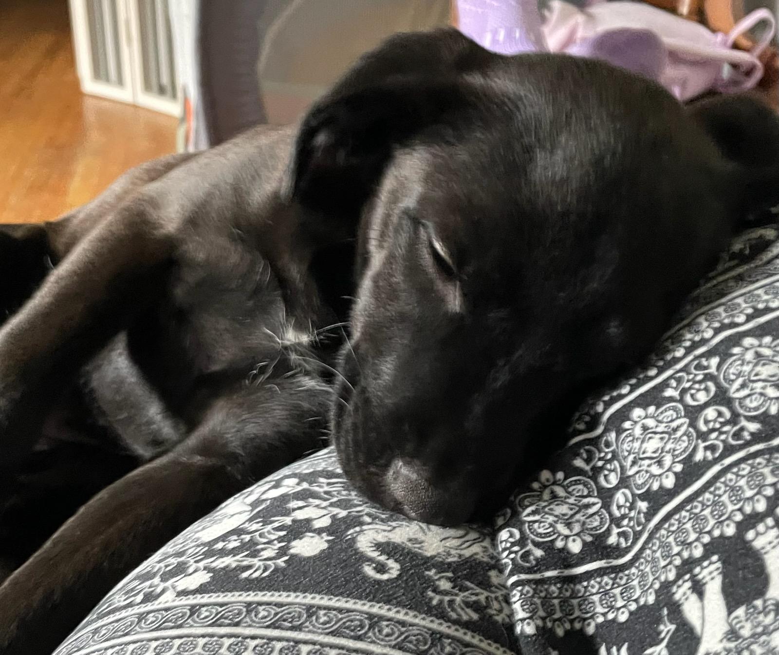 Nubs, a Adoptable mixed breed in Columbia, SC image 1/3