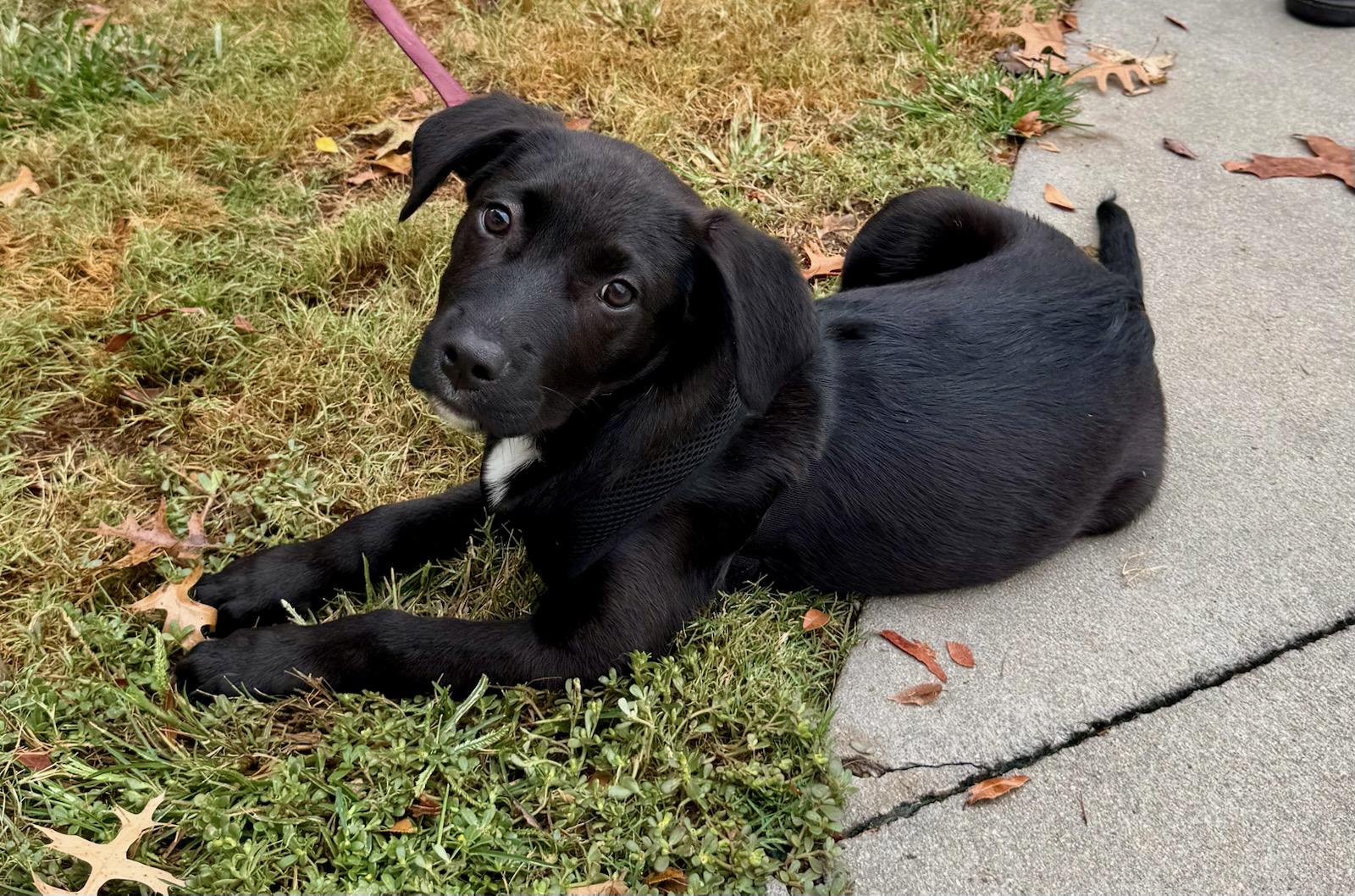 Nubs, a Adoptable mixed breed in Columbia, SC image 2/3
