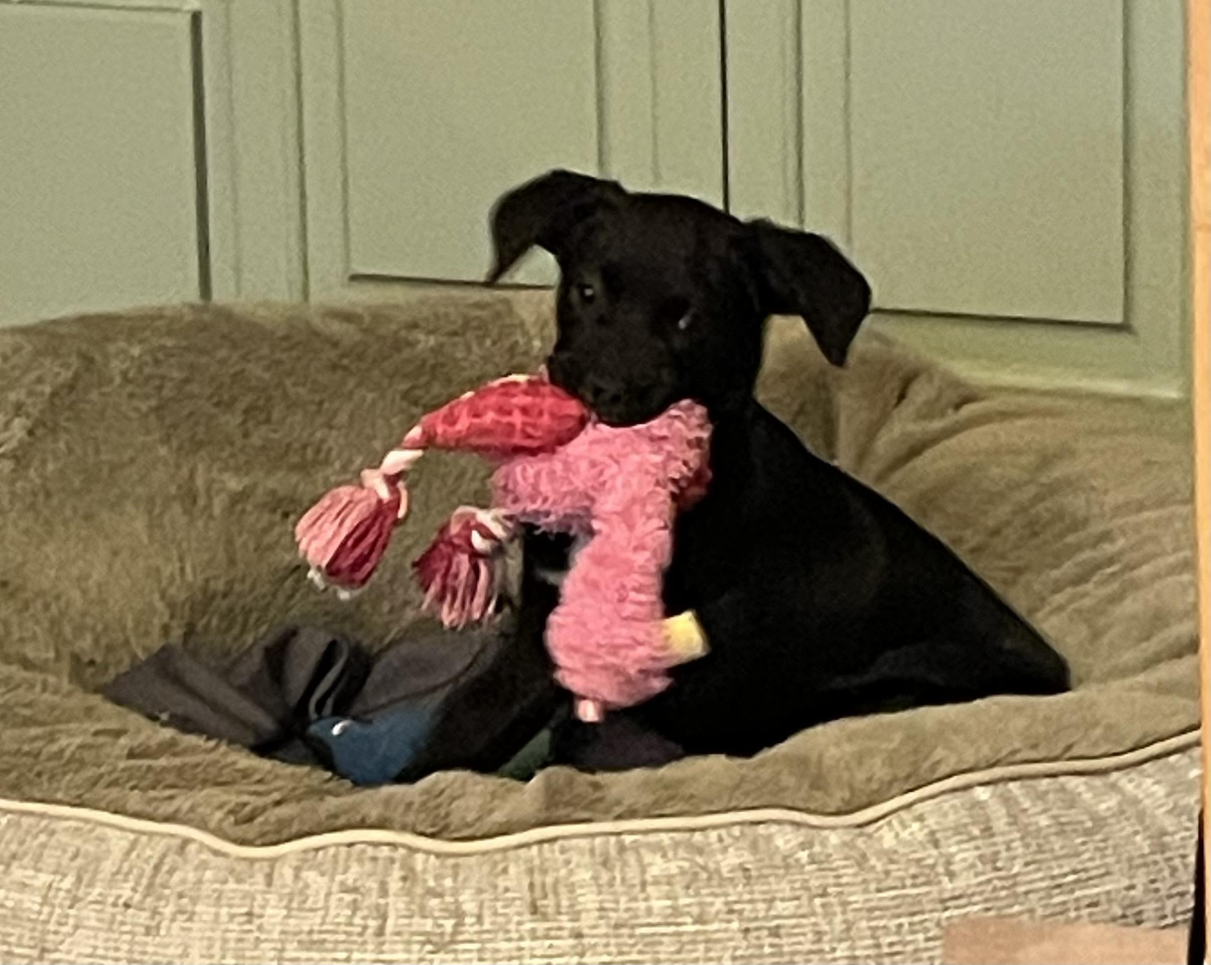 Nubs, Adoptable, Young Male Black Labrador Retriever.