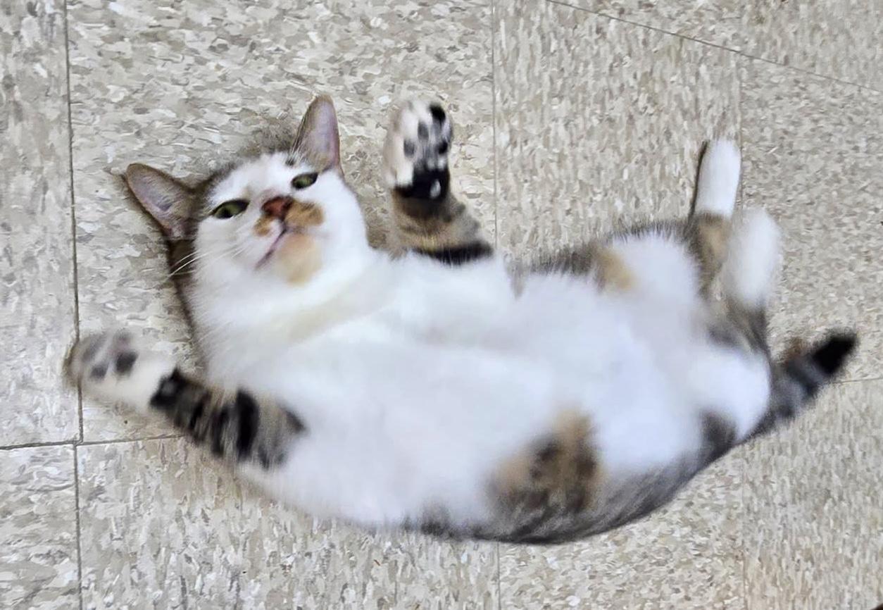 Bridget, a Adoptable mixed breed in Red Bank, NJ image 3/6