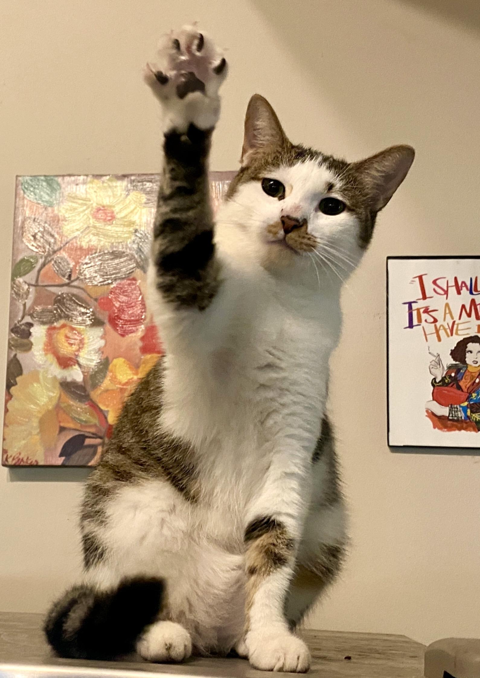 Bridget, Adoptable, Adult Female Domestic Short Hair & Tabby.