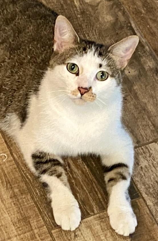 Bridget, a Adoptable mixed breed in Red Bank, NJ image 2/6