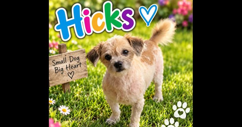 Hicks, Adoptable, Adult Male Shih Tzu.