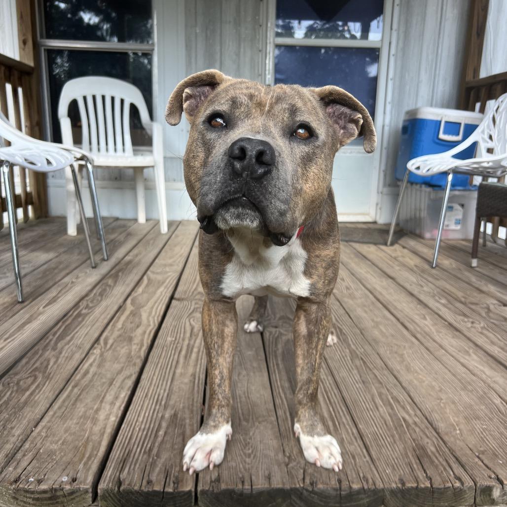 Enlarge Pig Pen, a Adoptable mixed breed in  Des Peres, MO image 3/6