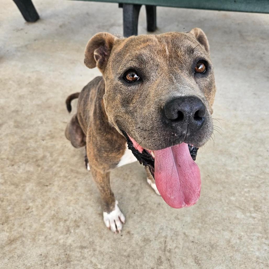 Enlarge Pig Pen, a Adoptable mixed breed in  Des Peres, MO image 4/6