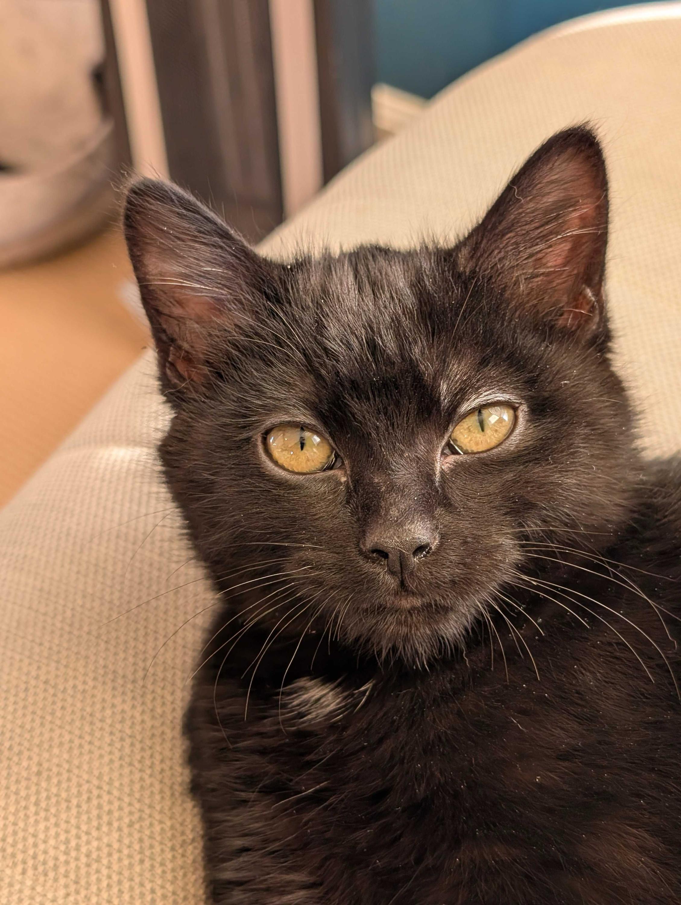 Lursa and B’Etor, a ADOPTABLE Domestic Short Hair in Seattle, WA image 4/5
