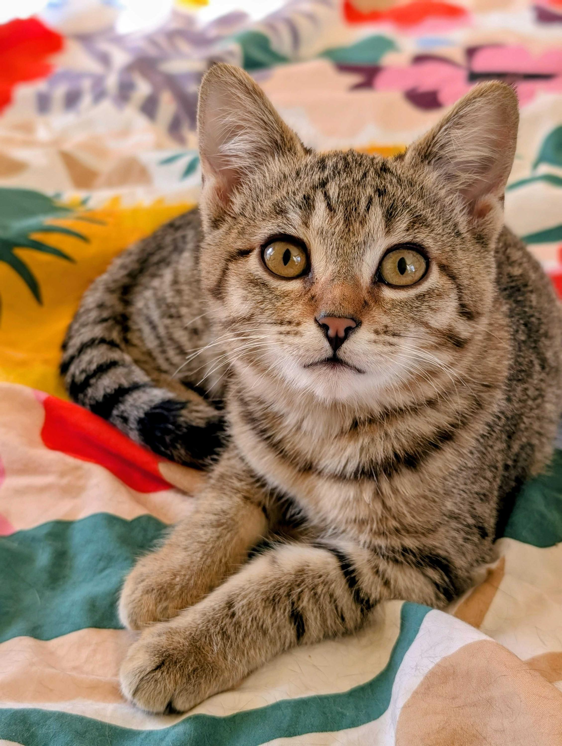 Lursa and B’Etor, a ADOPTABLE Domestic Short Hair in Seattle, WA image 3/5