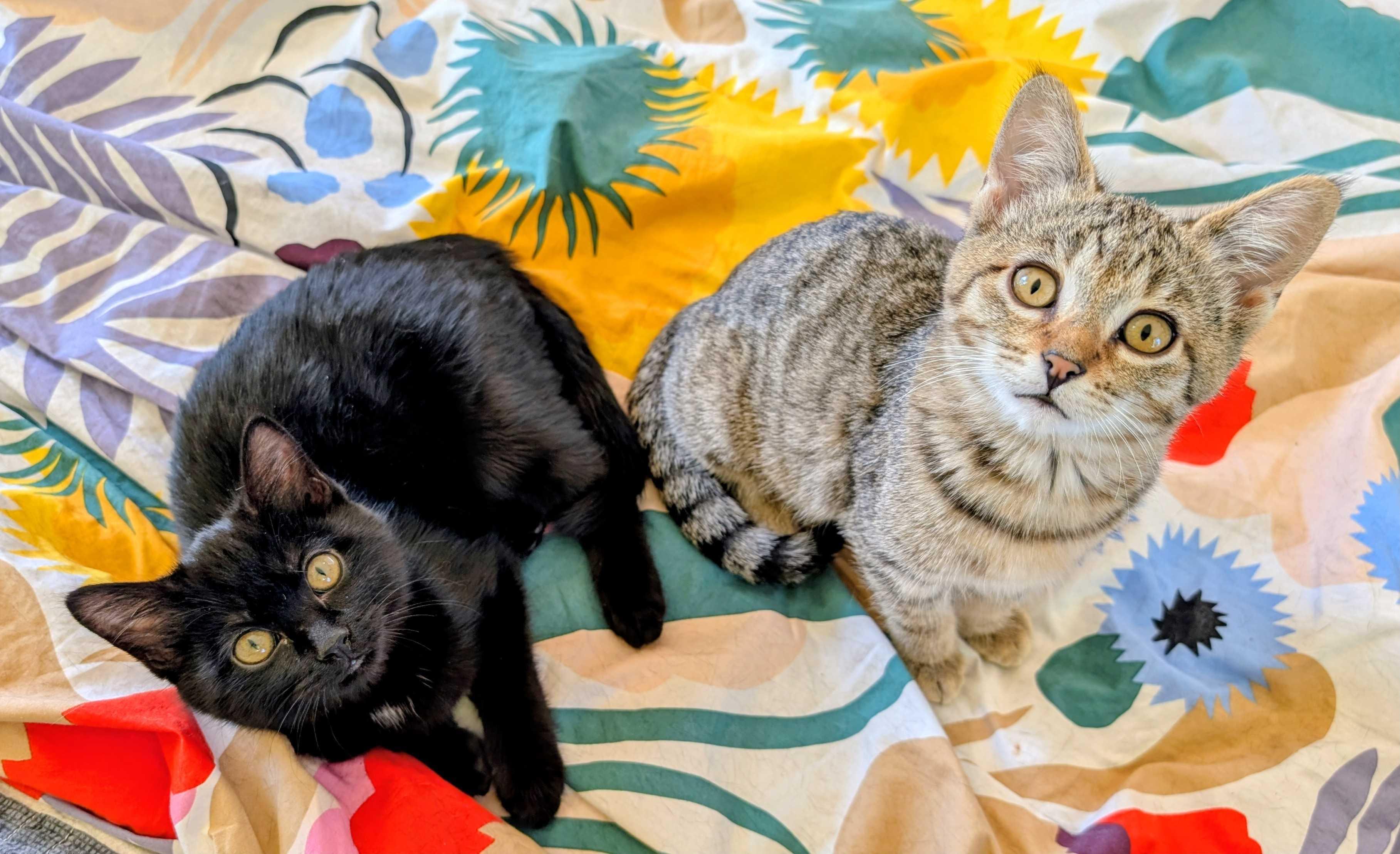 Lursa and B’Etor, a ADOPTABLE Domestic Short Hair in Seattle, WA image 1/5