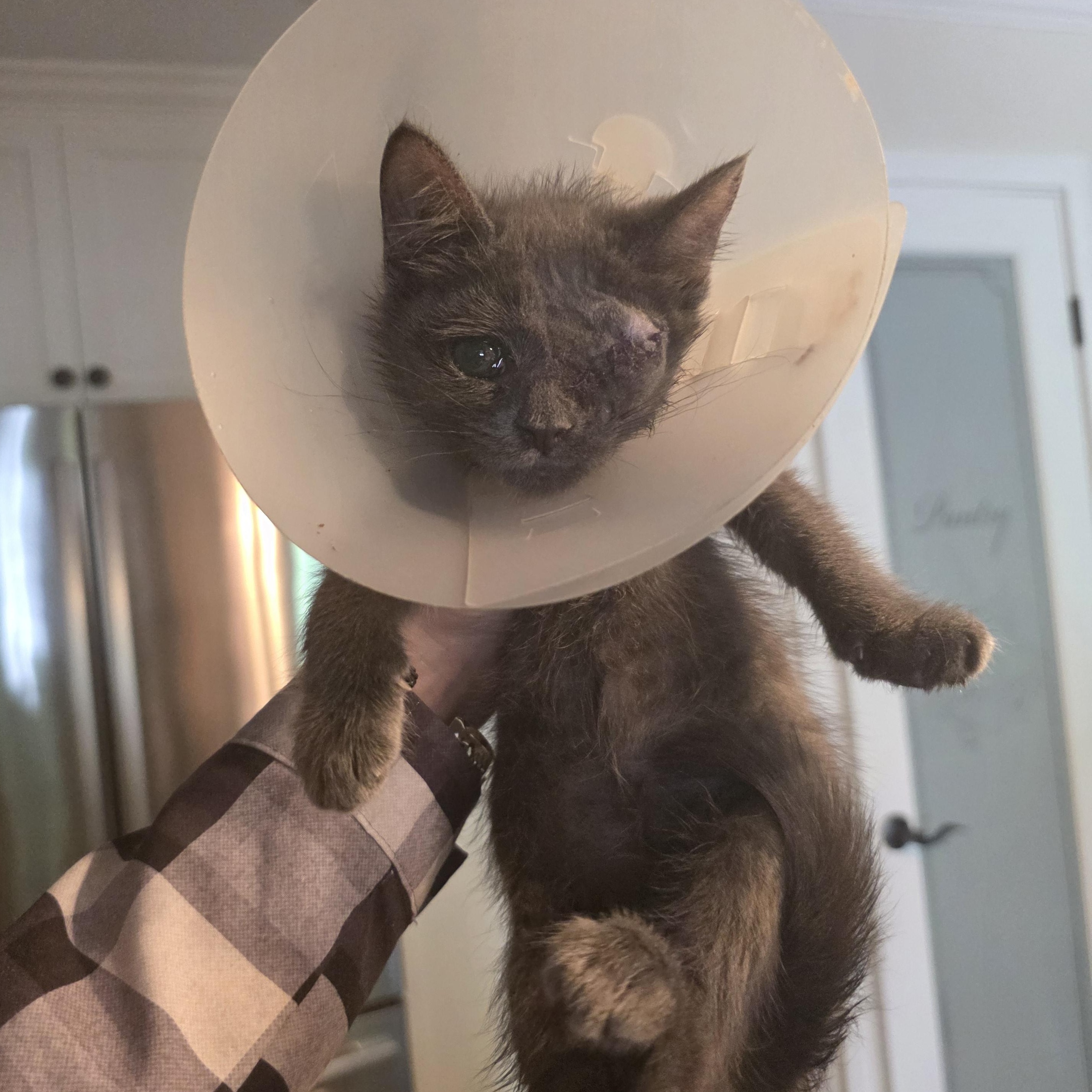 Smokey, a Adoptable mixed breed in Moriches, NY image 2/2