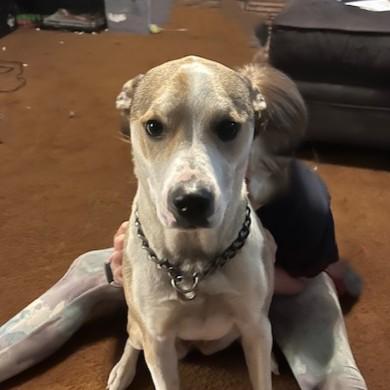 Lexi Courtesy Listing, an adoptable Mixed Breed in Midland, MI image 1/6
