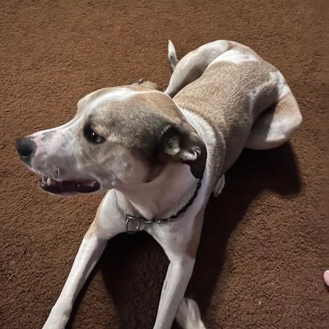 Lexi Courtesy Listing, an adoptable Mixed Breed in Midland, MI image 2/6