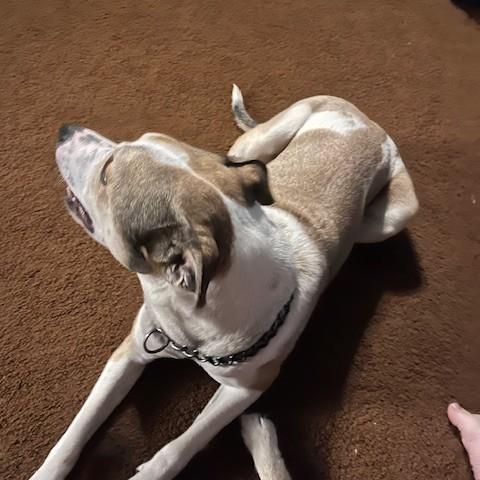 Lexi Courtesy Listing, an adoptable Mixed Breed in Midland, MI image 3/6