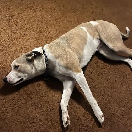 Lexi Courtesy Listing, an adoptable Mixed Breed in Midland, MI image 4/6