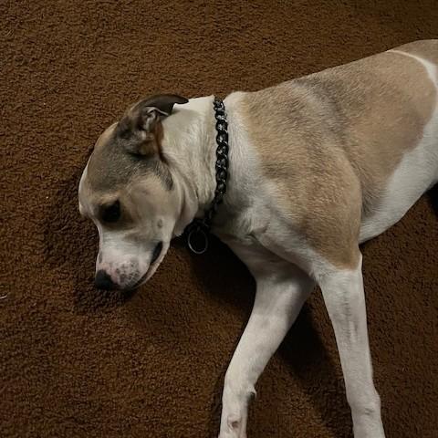 Lexi Courtesy Listing, an adoptable Mixed Breed in Midland, MI image 5/6