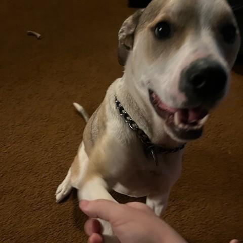 Lexi Courtesy Listing, an adoptable Mixed Breed in Midland, MI image 6/6