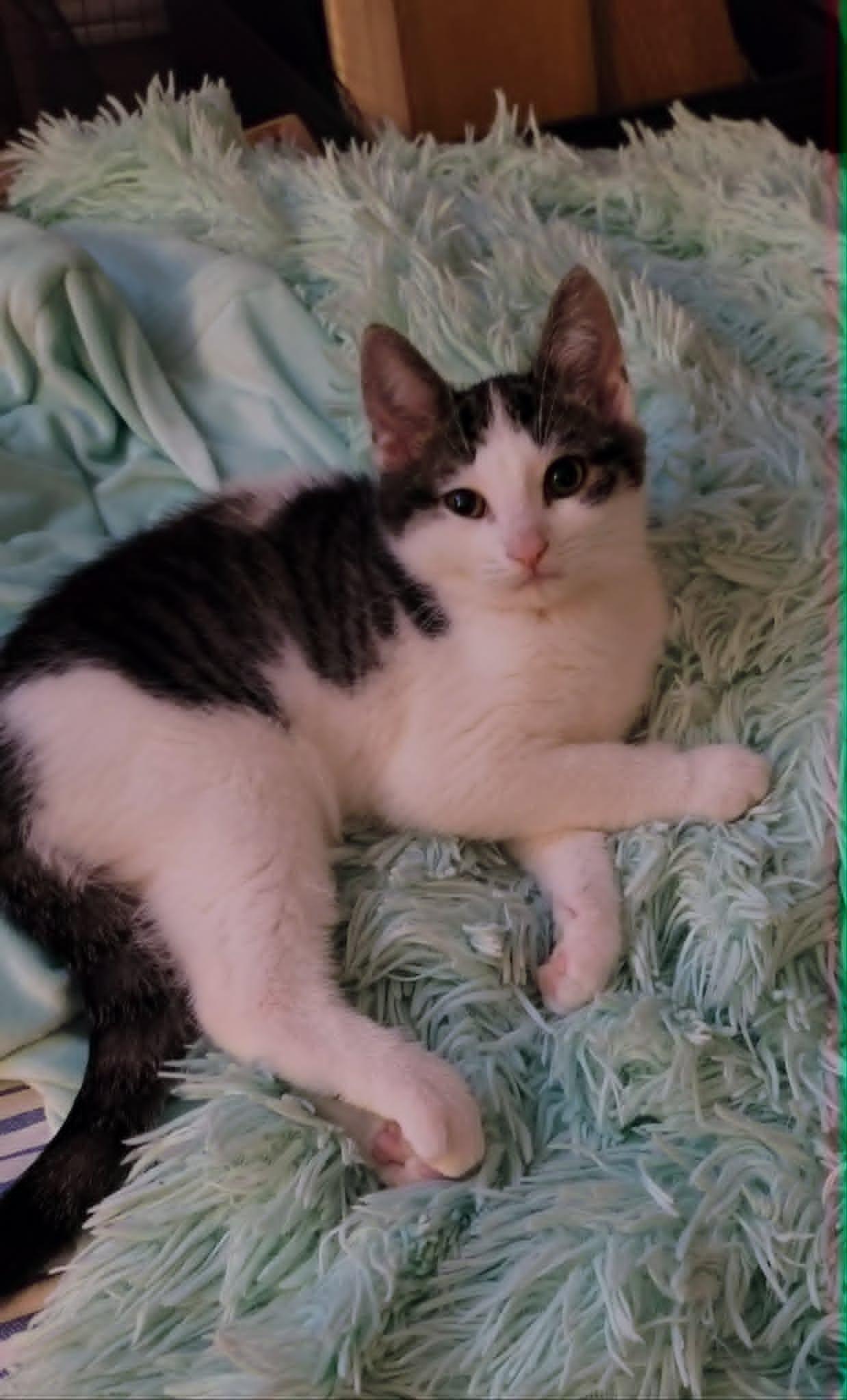 Miss Sad Eyes, ADOPTABLE, Kitten Female Domestic Short Hair.