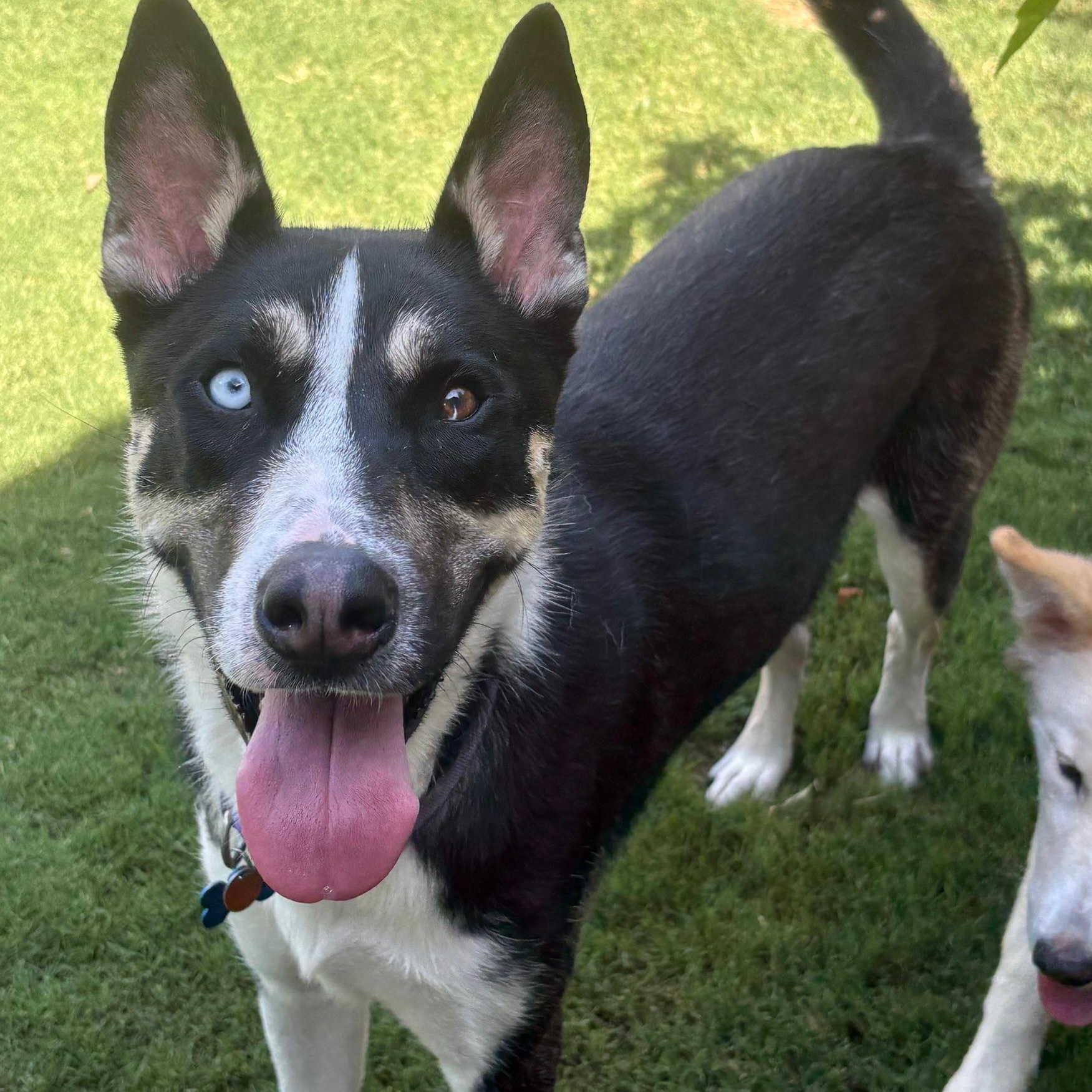 Enlarge Sarge, a ADOPTABLE mixed breed in Rocky Point, NY image 4/4