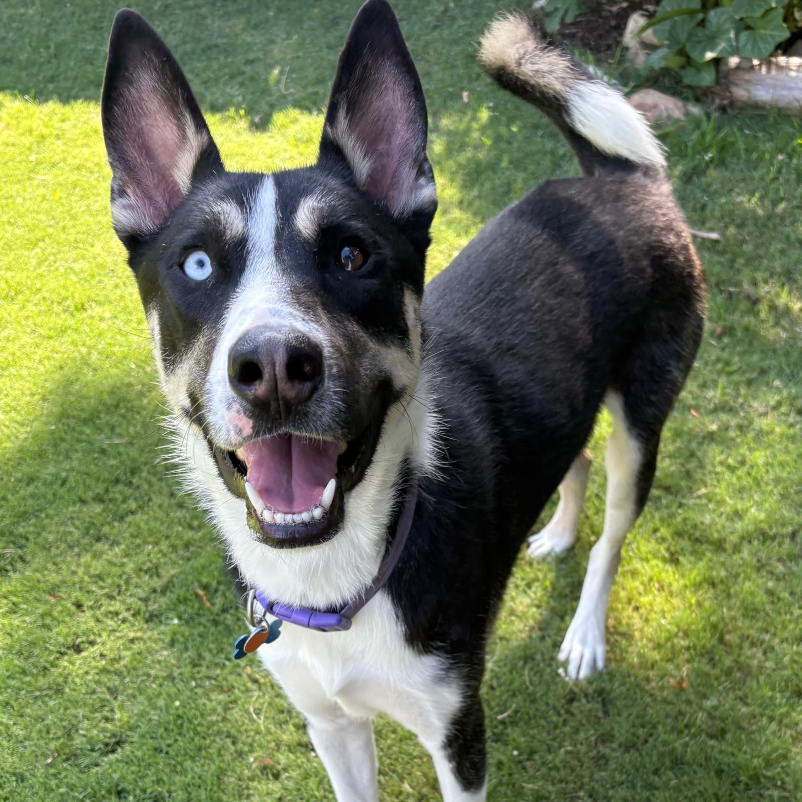 Sarge, ADOPTABLE, Young Male Siberian Husky.