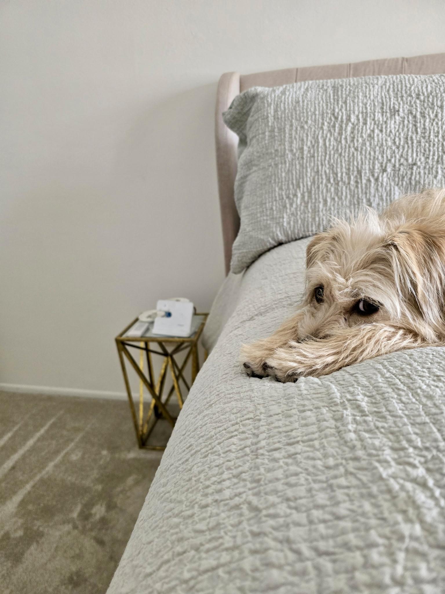 Milo, a Adopted mixed breed in Gilroy, CA image 2/2