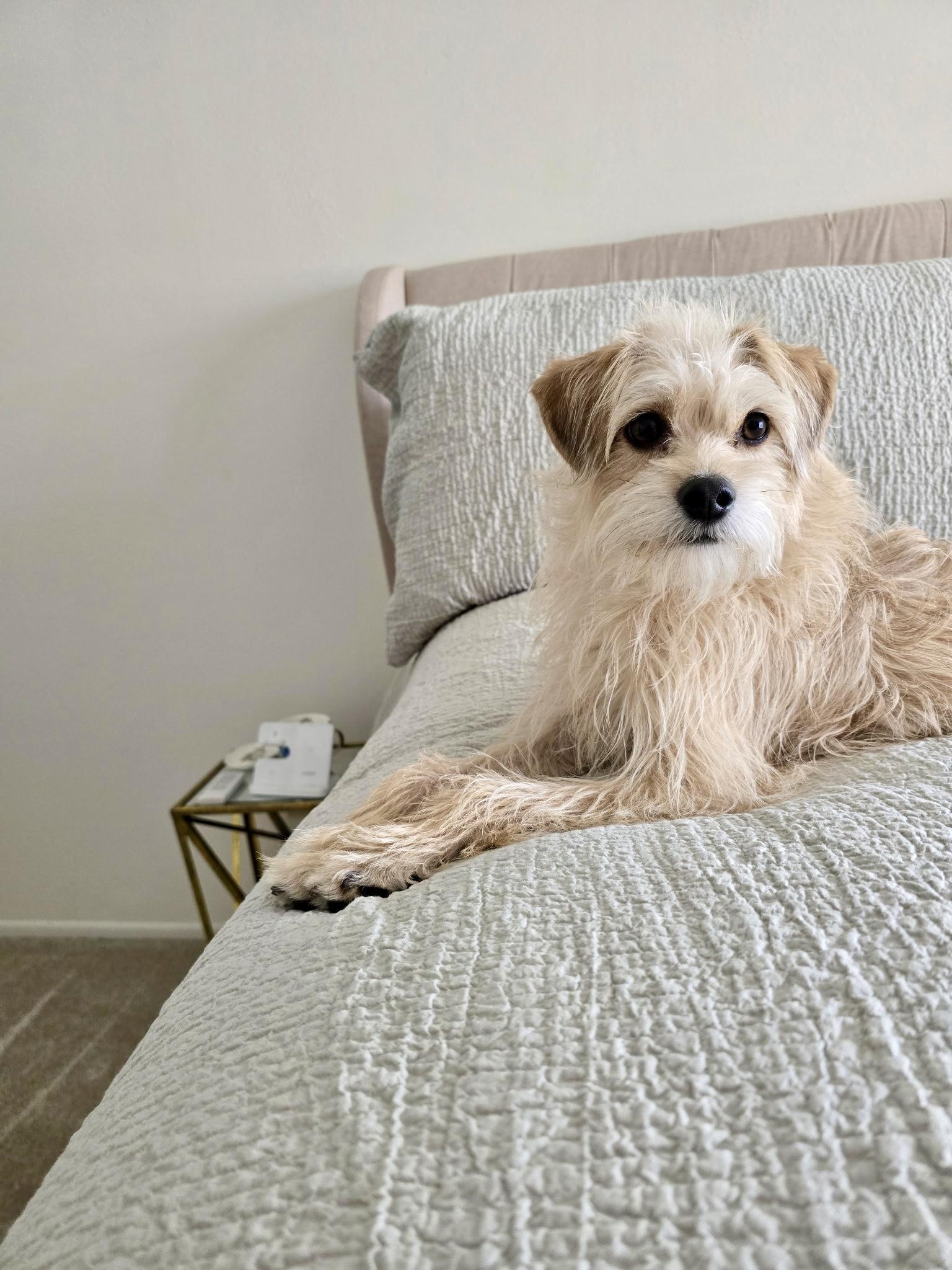 Milo, Adopted, Young Male Terrier.