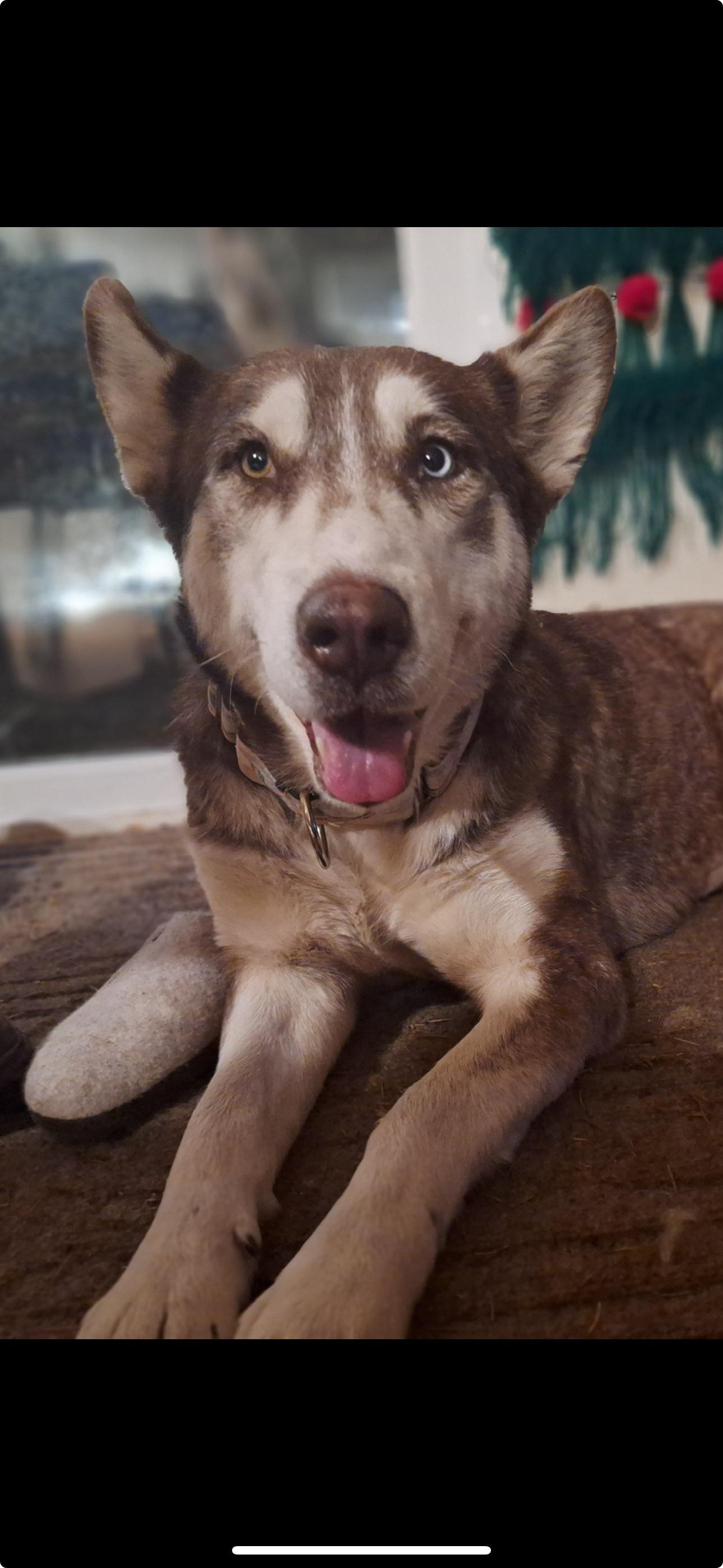 Meet Birch This beautiful Husky is a rescue from the Yakima reservation in Washington state that pr