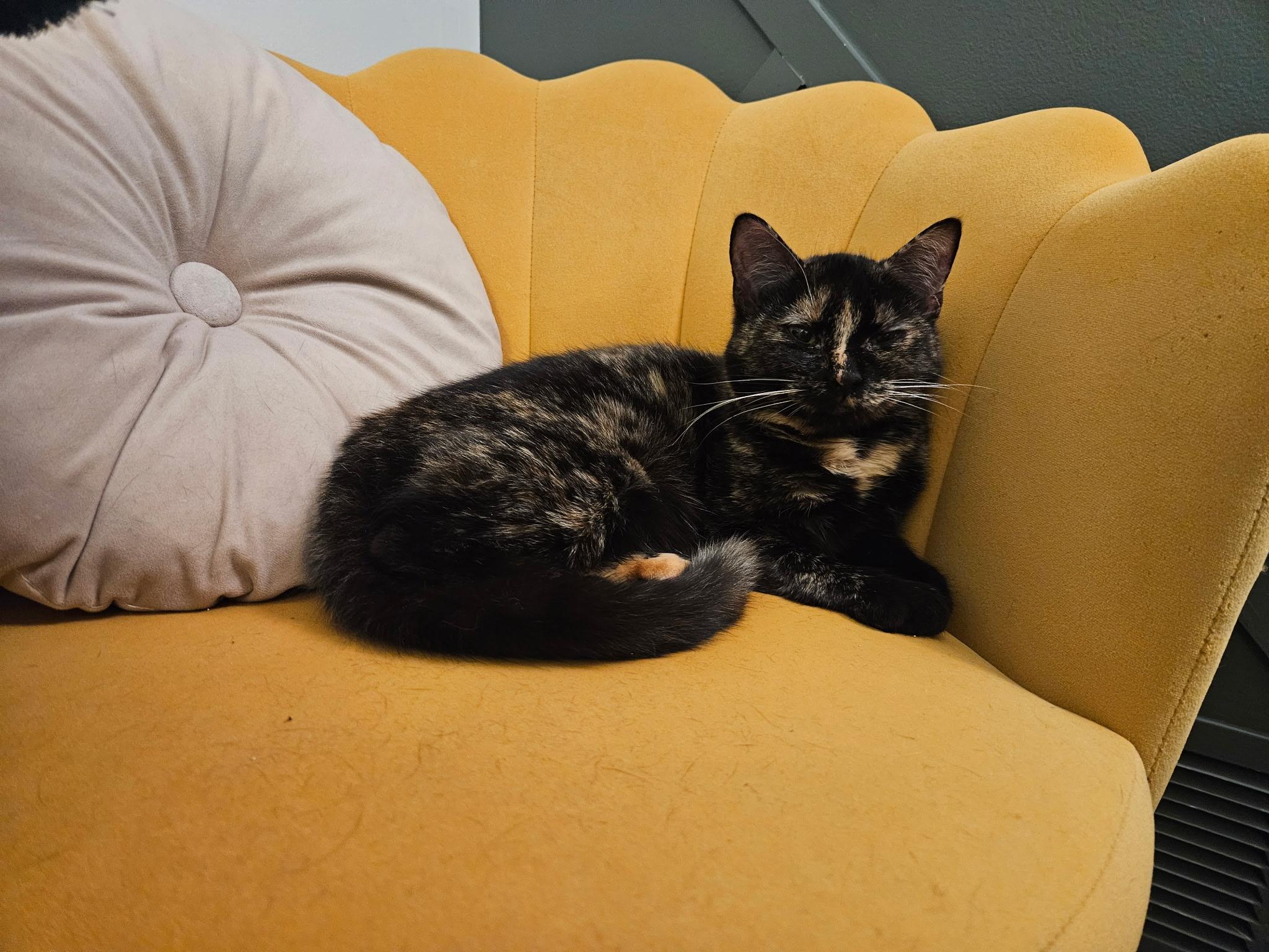 Enlarge Calliope , a ADOPTABLE Domestic Short Hair in Beltsville, MD image 2/6