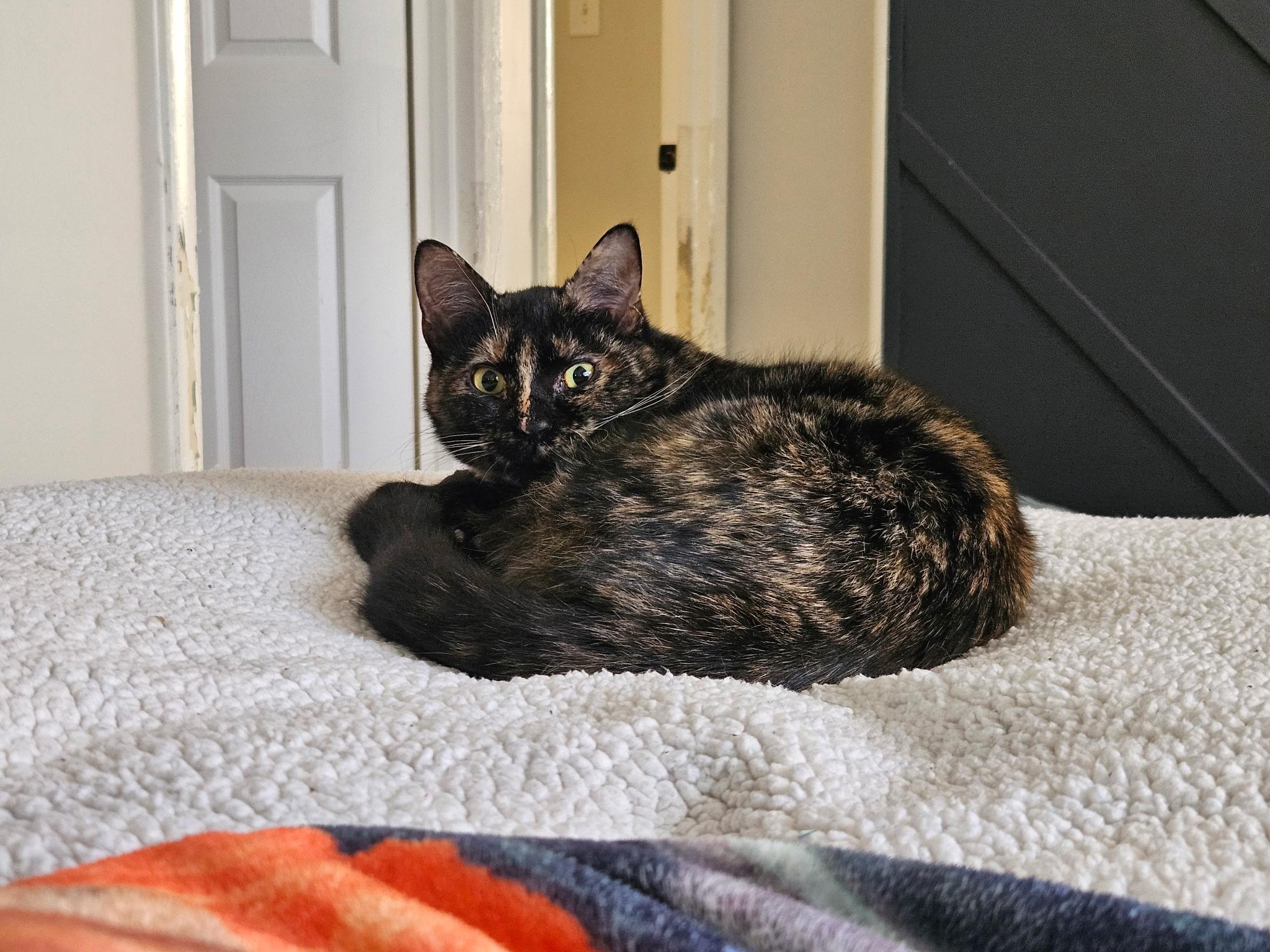 Enlarge Calliope , a ADOPTABLE Domestic Short Hair in Beltsville, MD image 5/6