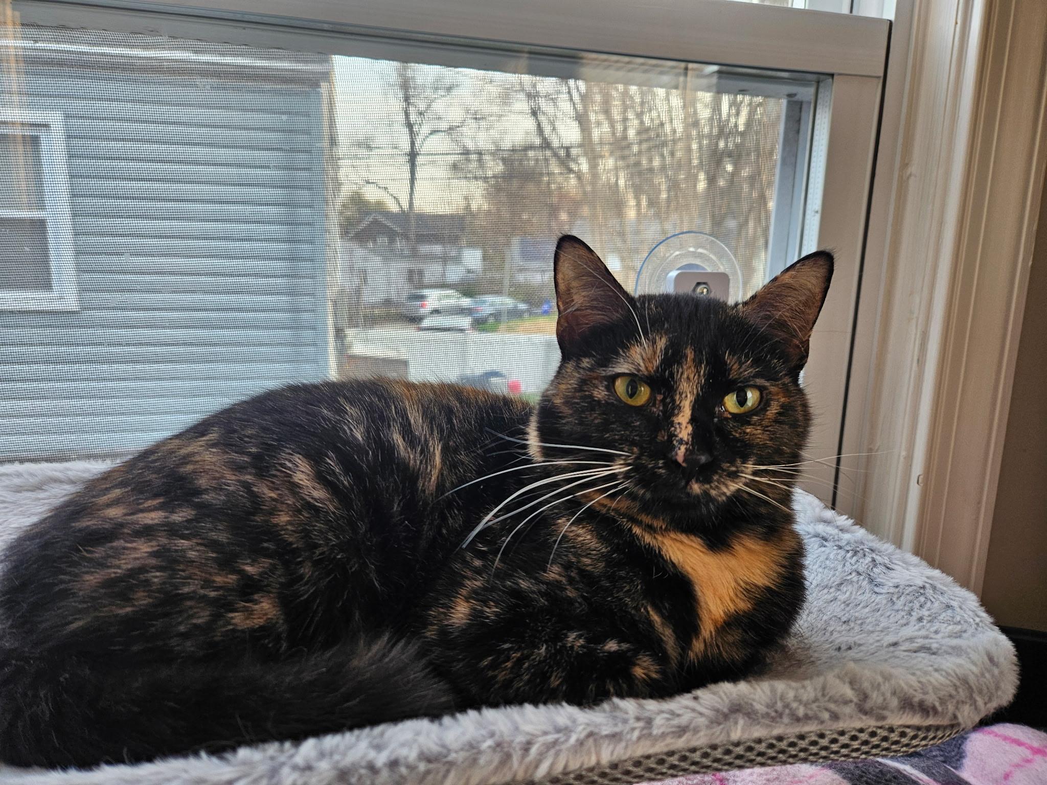 Enlarge Calliope , a ADOPTABLE Domestic Short Hair in Beltsville, MD image 6/6