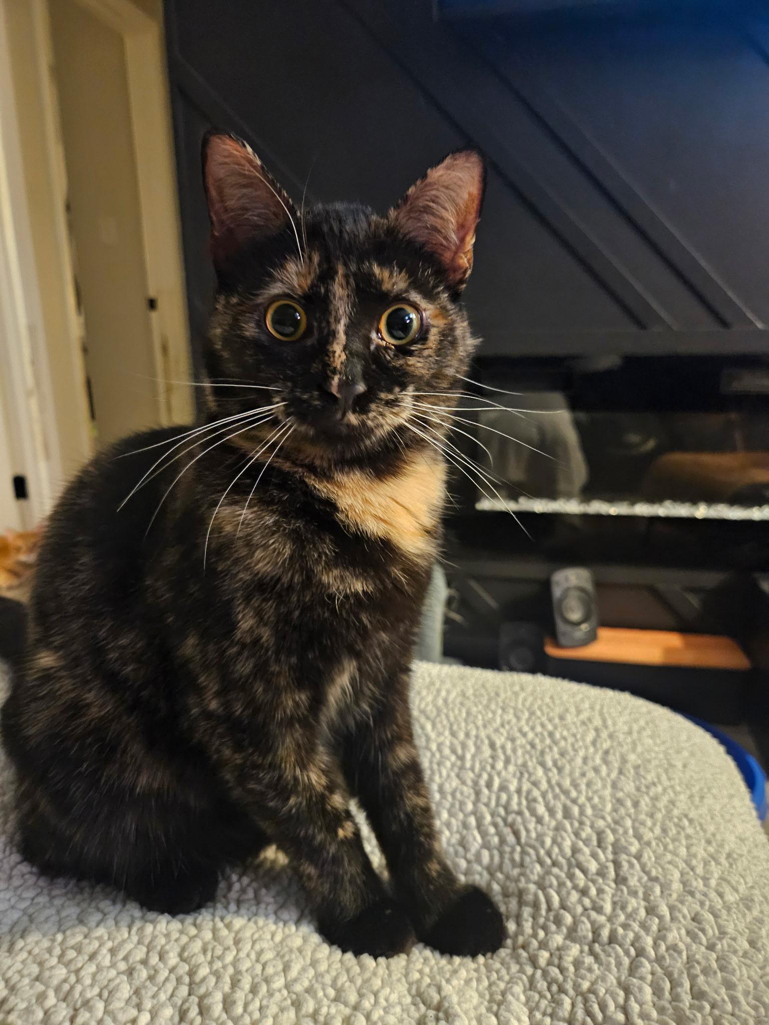 Enlarge Calliope , a ADOPTABLE Domestic Short Hair in Beltsville, MD image 1/6