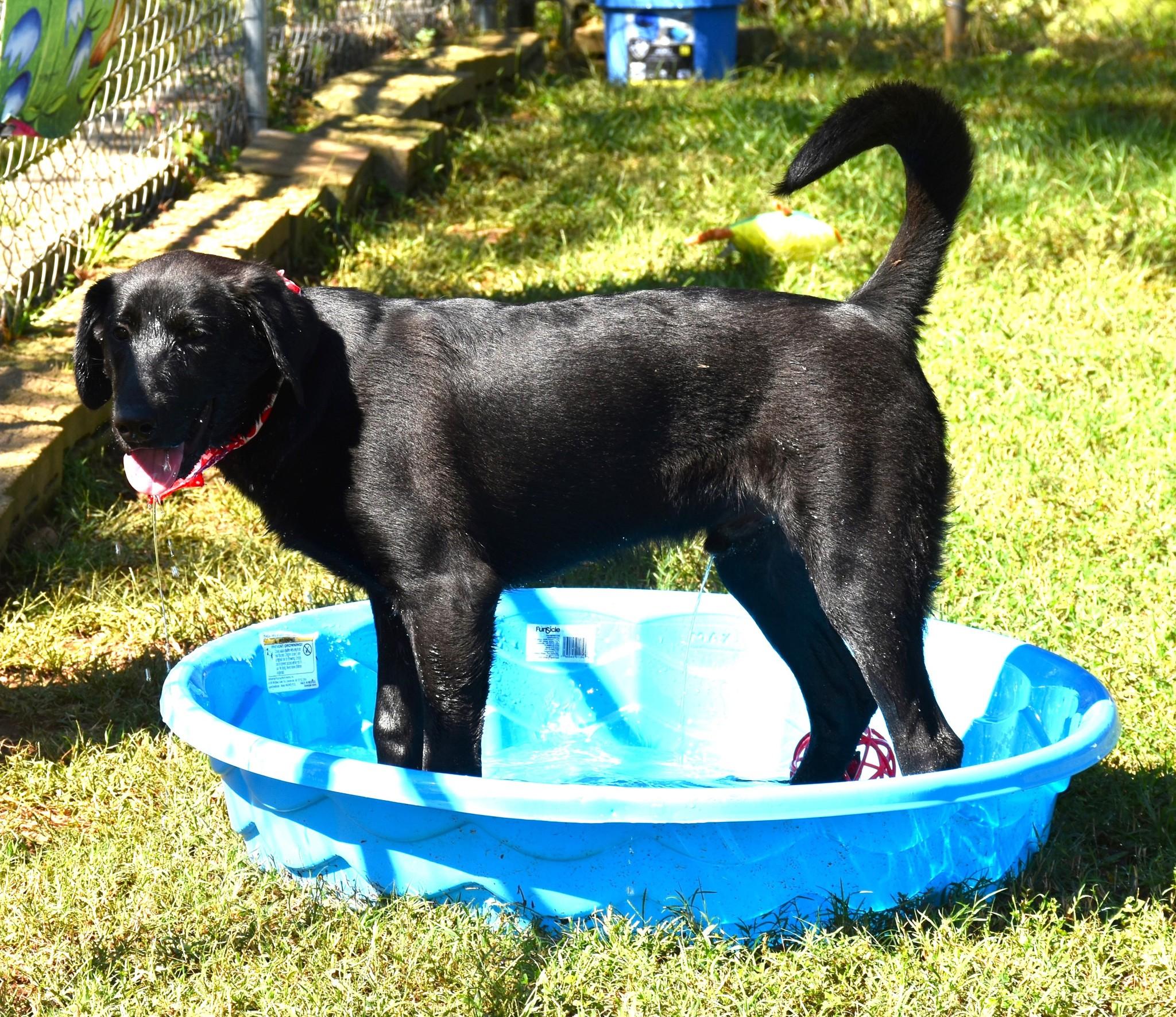 Cody, a Adoptable mixed breed in Wedowee, AL image 2/6