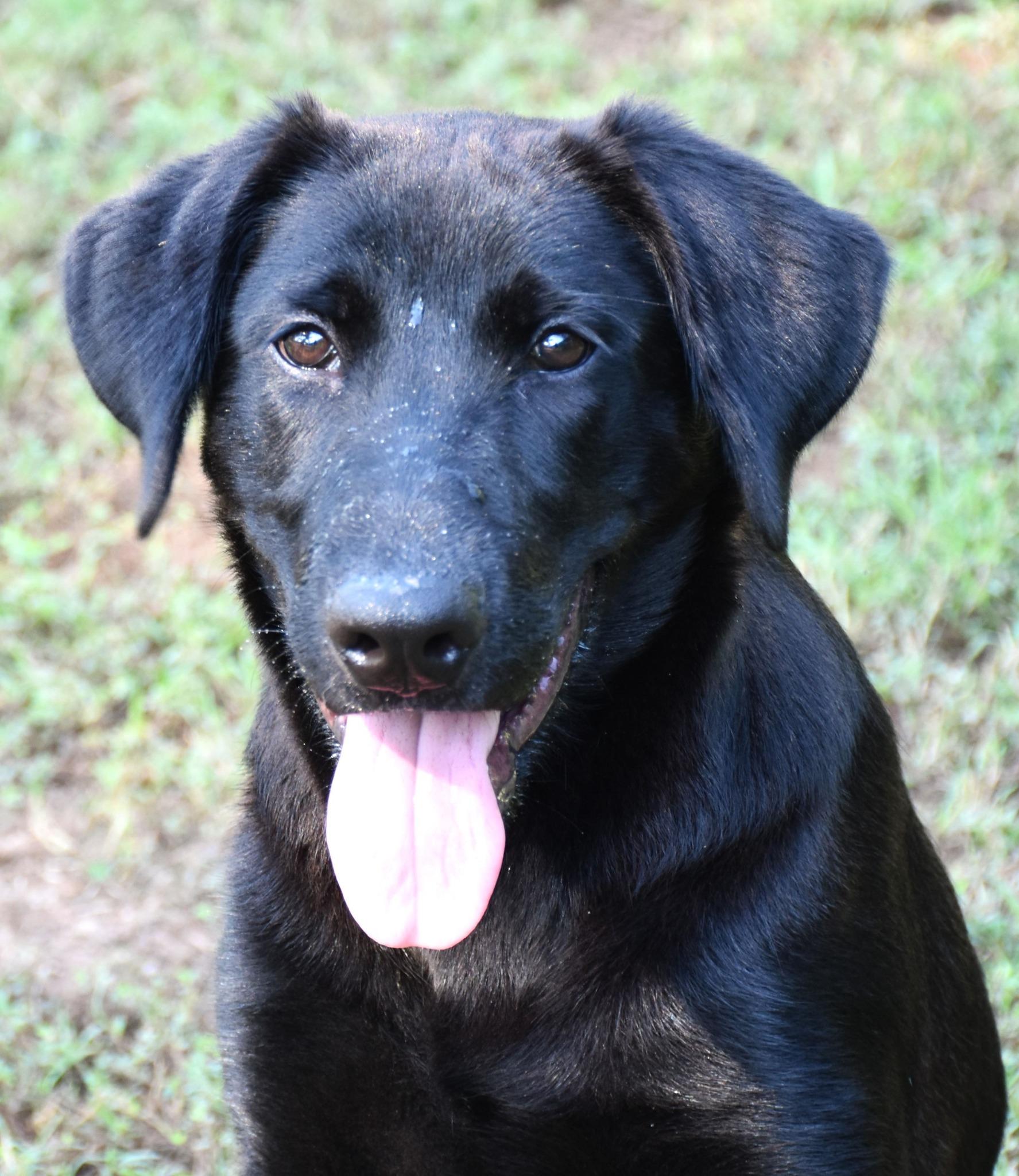 Cody, a Adoptable mixed breed in Wedowee, AL image 4/6