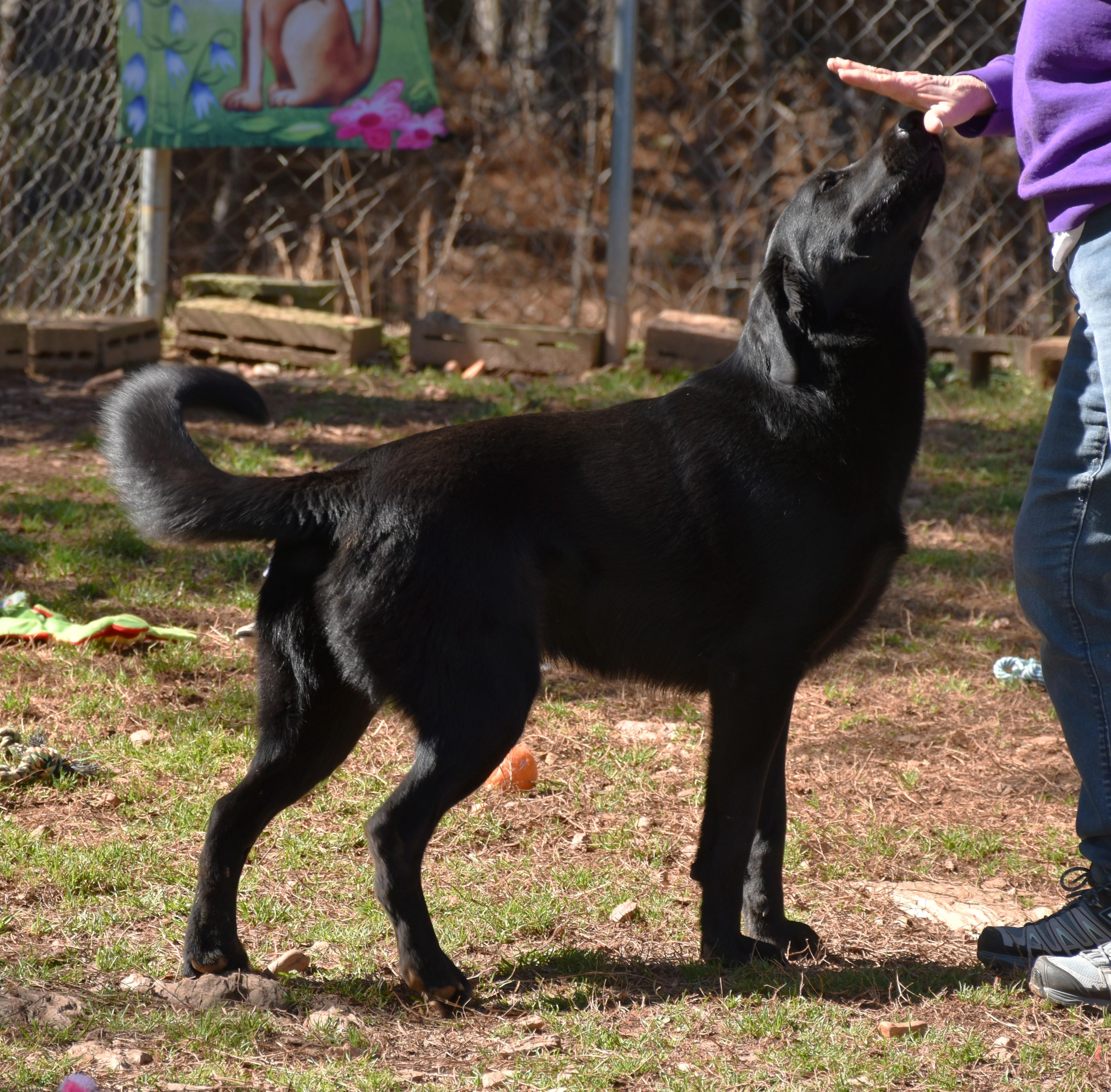 Enlarge Cody, a Adoptable mixed breed in Wedowee, AL image 4/6
