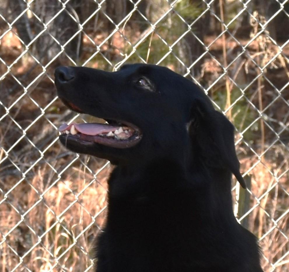 Enlarge Cody, a Adoptable mixed breed in Wedowee, AL image 5/6