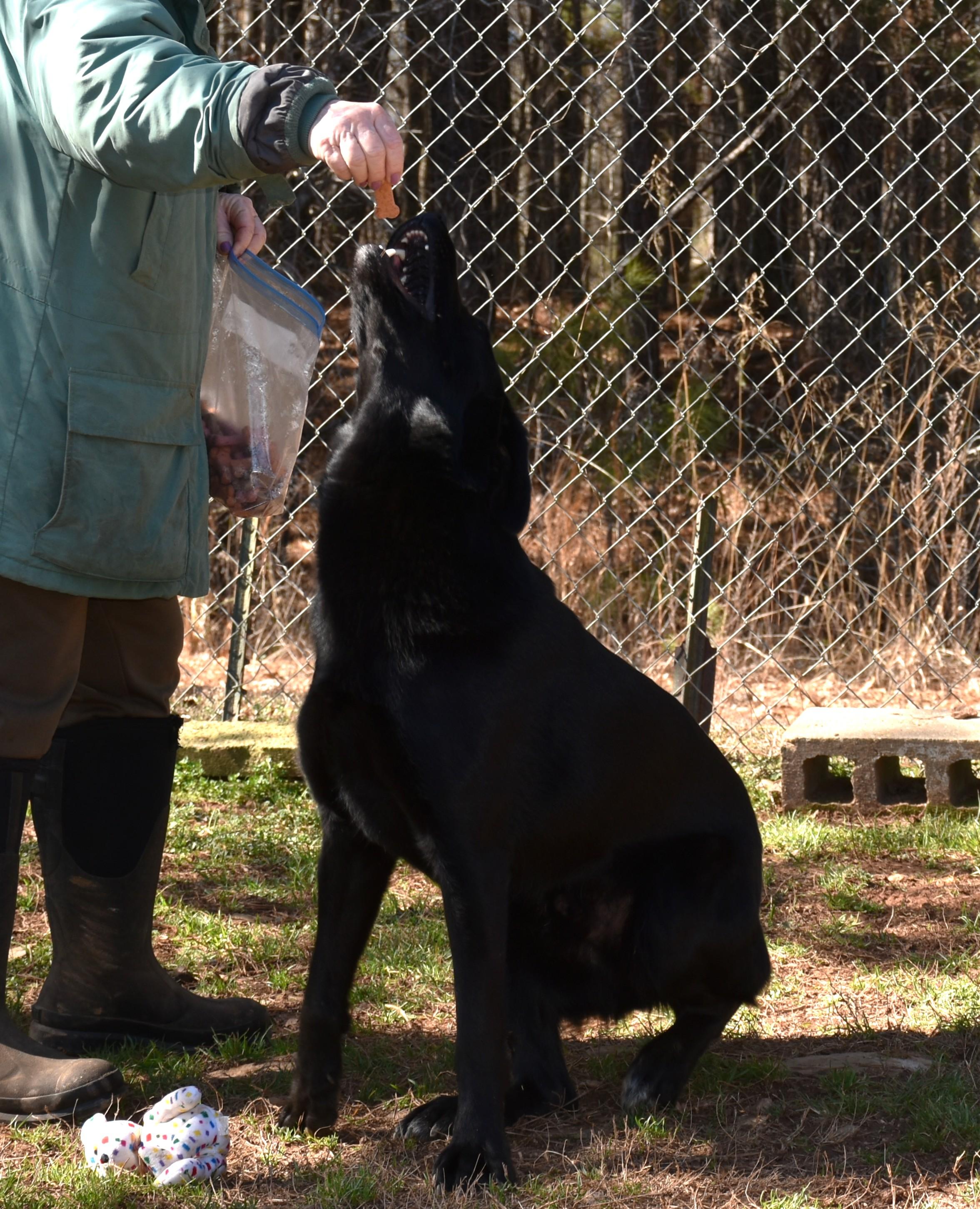 Enlarge Cody, a Adoptable mixed breed in Wedowee, AL image 3/6