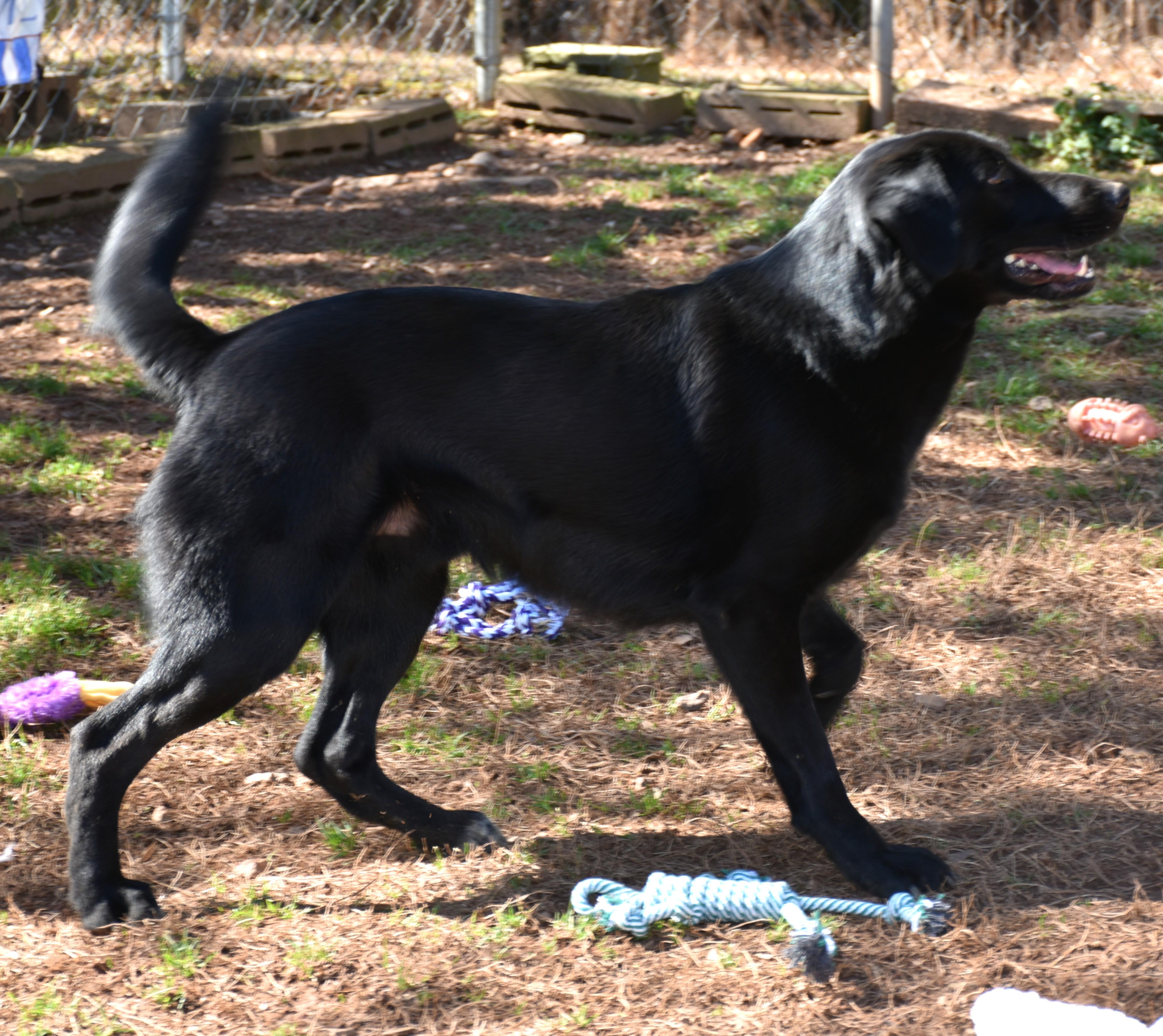 Enlarge Cody, a Adoptable mixed breed in Wedowee, AL image 6/6