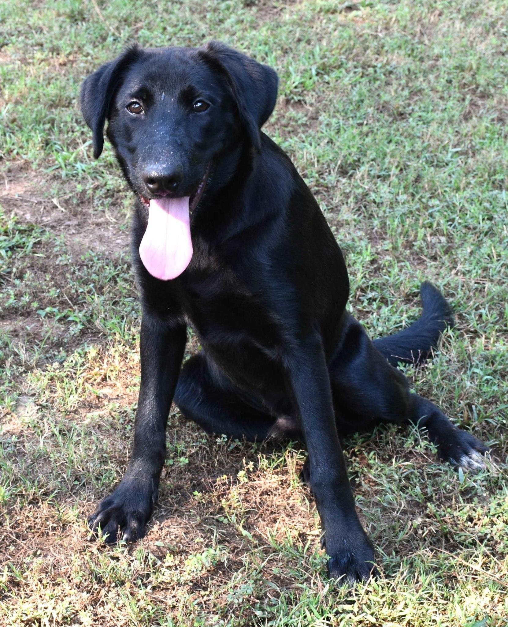 Cody, a Adoptable mixed breed in Wedowee, AL image 6/6