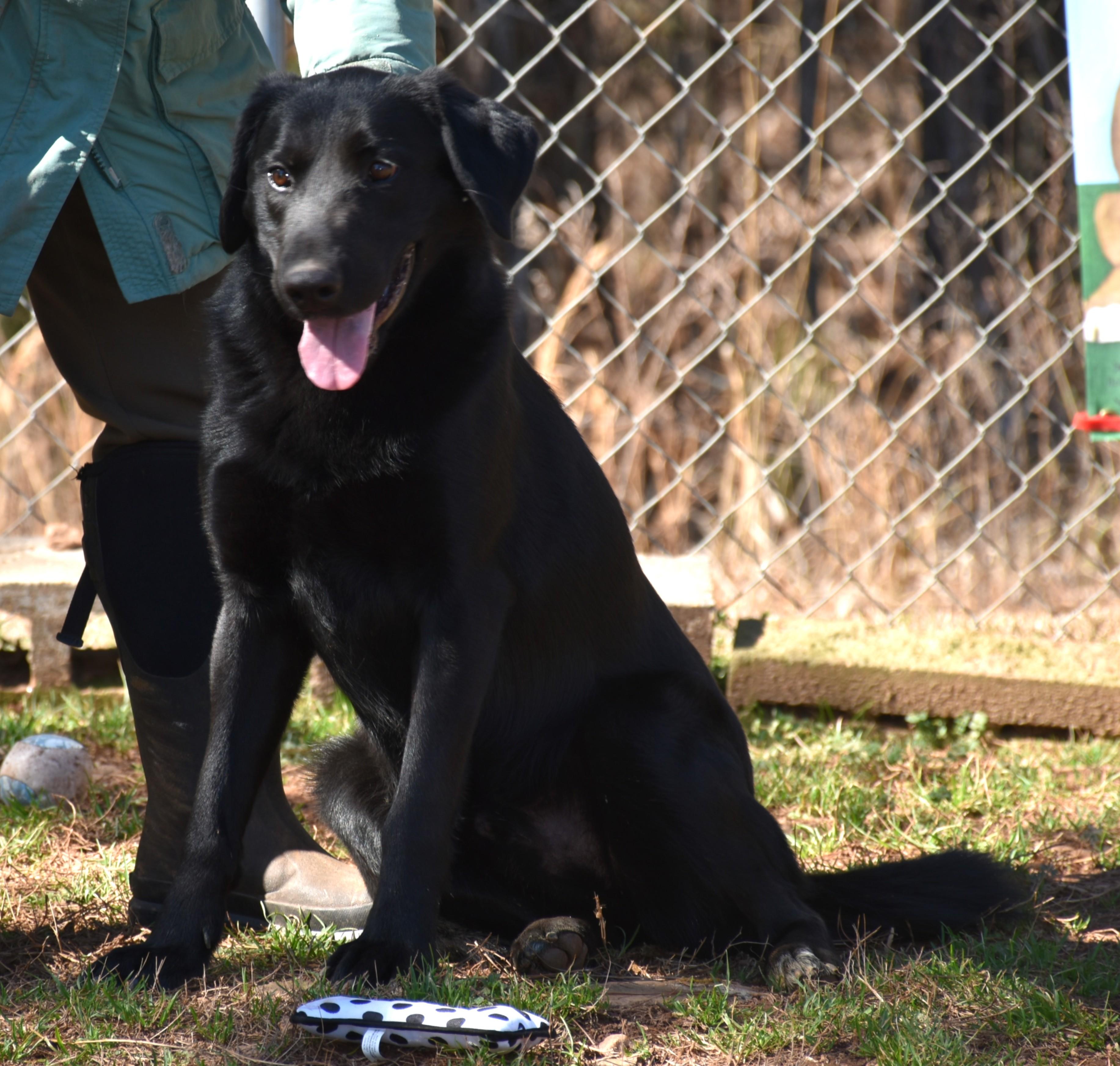 Enlarge Cody, a Adoptable mixed breed in Wedowee, AL image 2/6