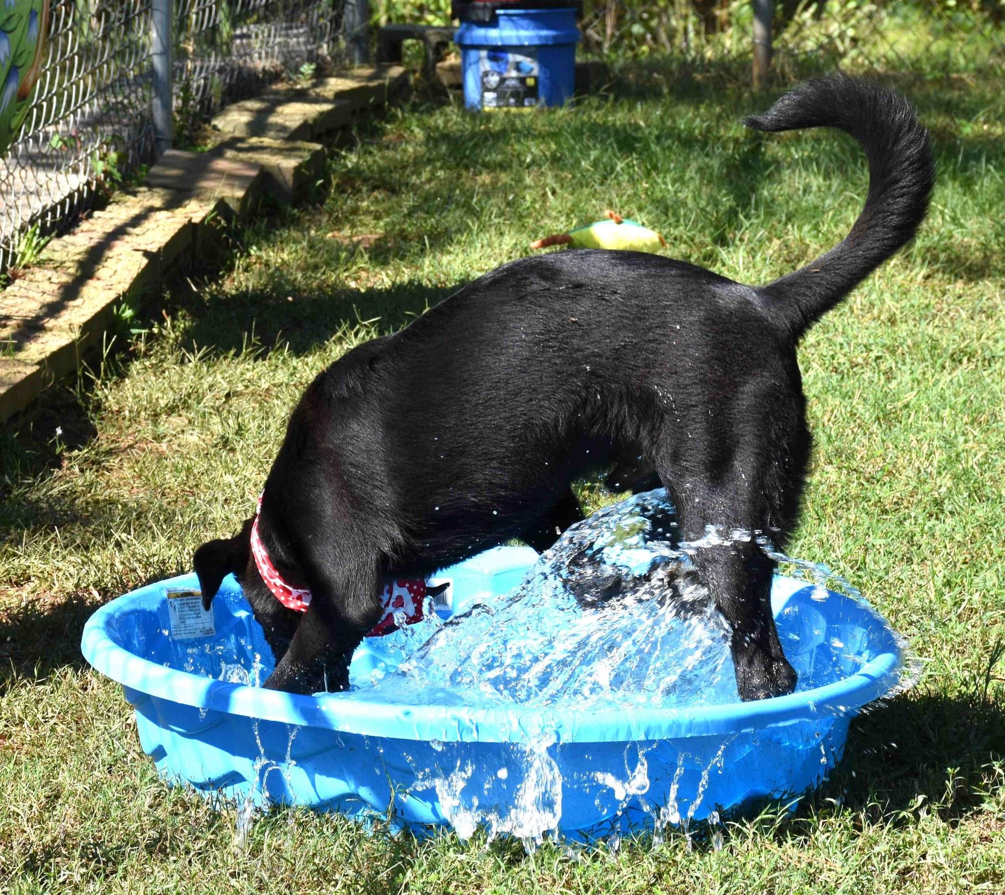 Cody, a Adoptable mixed breed in Wedowee, AL image 3/6