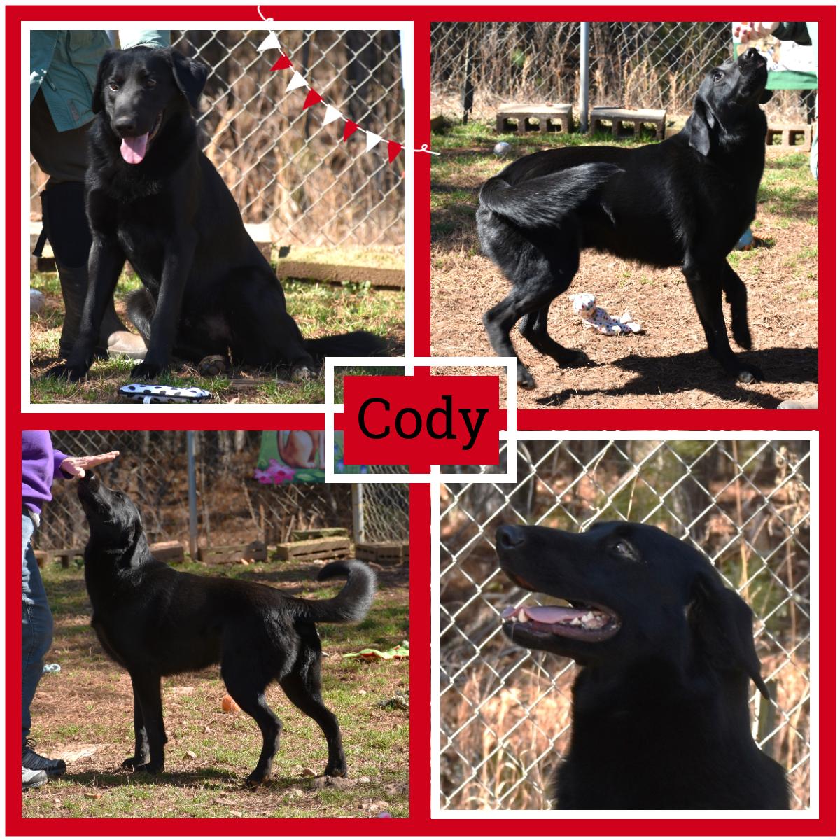 Enlarge Cody, a Adoptable mixed breed in Wedowee, AL image 1/6