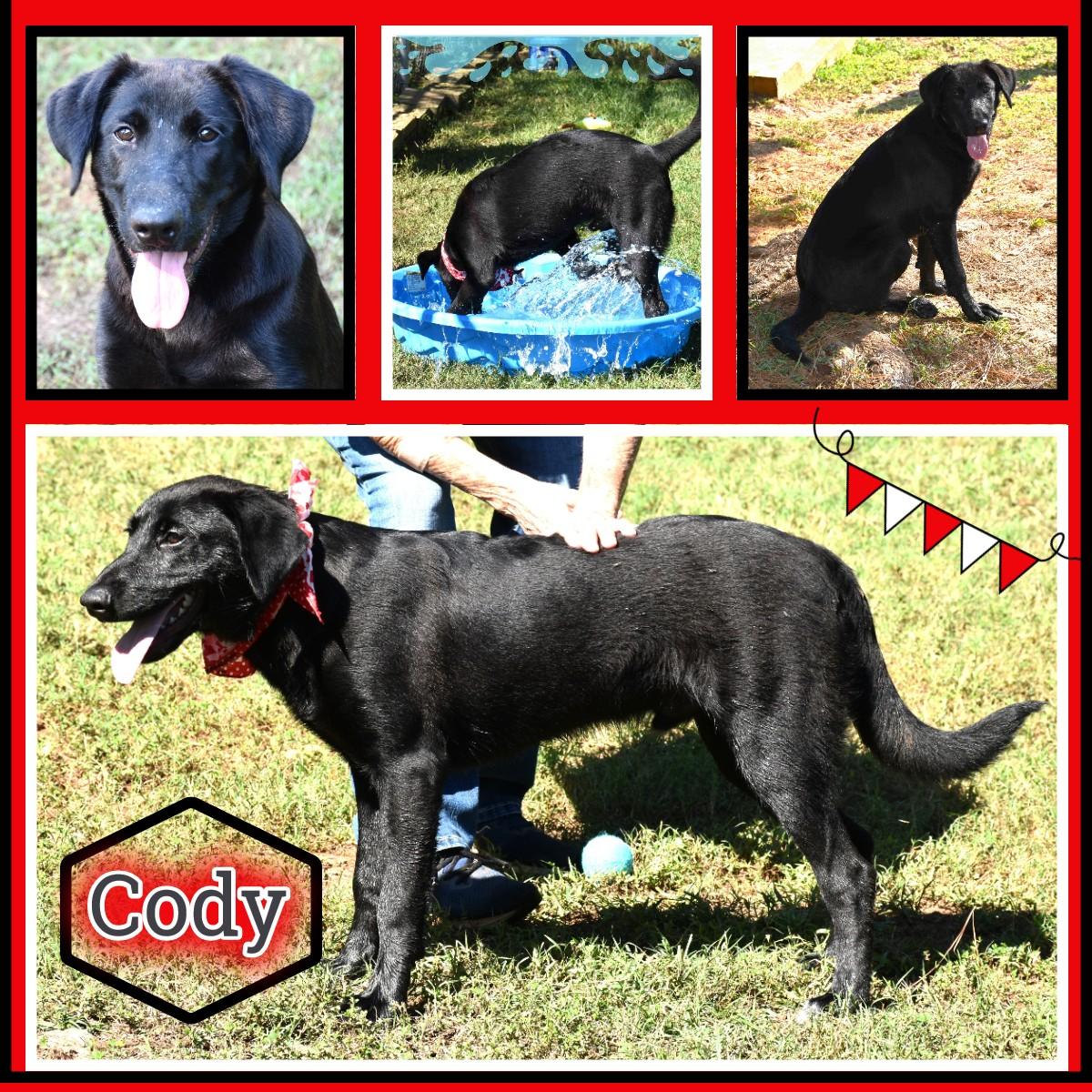 Cody, a Adoptable mixed breed in Wedowee, AL image 1/6
