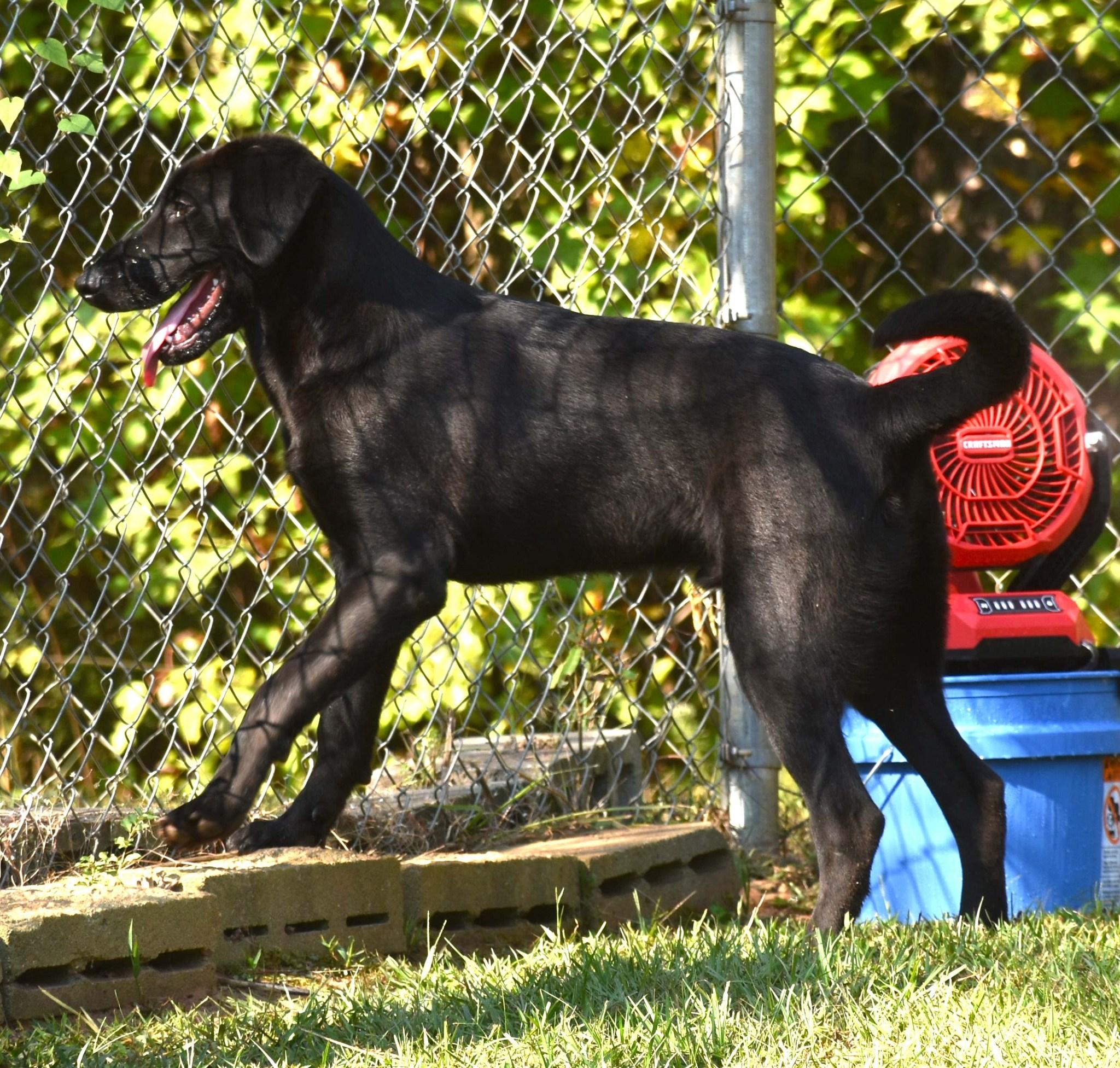 Cody, a Adoptable mixed breed in Wedowee, AL image 5/6