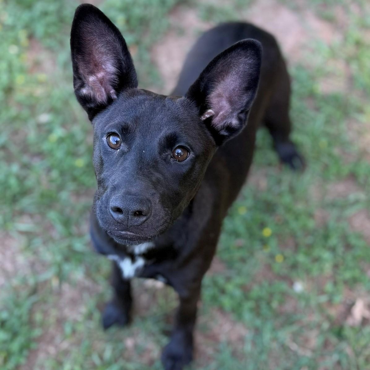 Enlarge Diva, a ADOPTABLE mixed breed in Summerdale, AL image 1/1