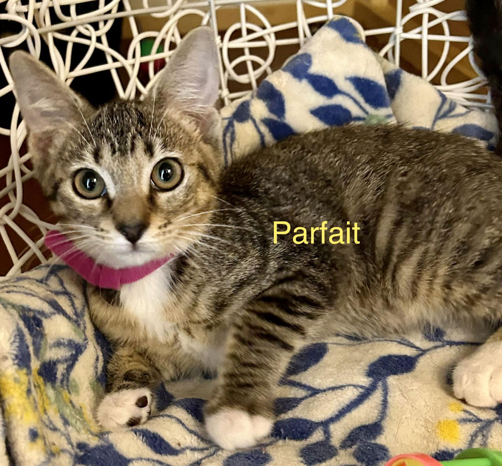 Parfait, Adoptable, Young Female Domestic Short Hair.