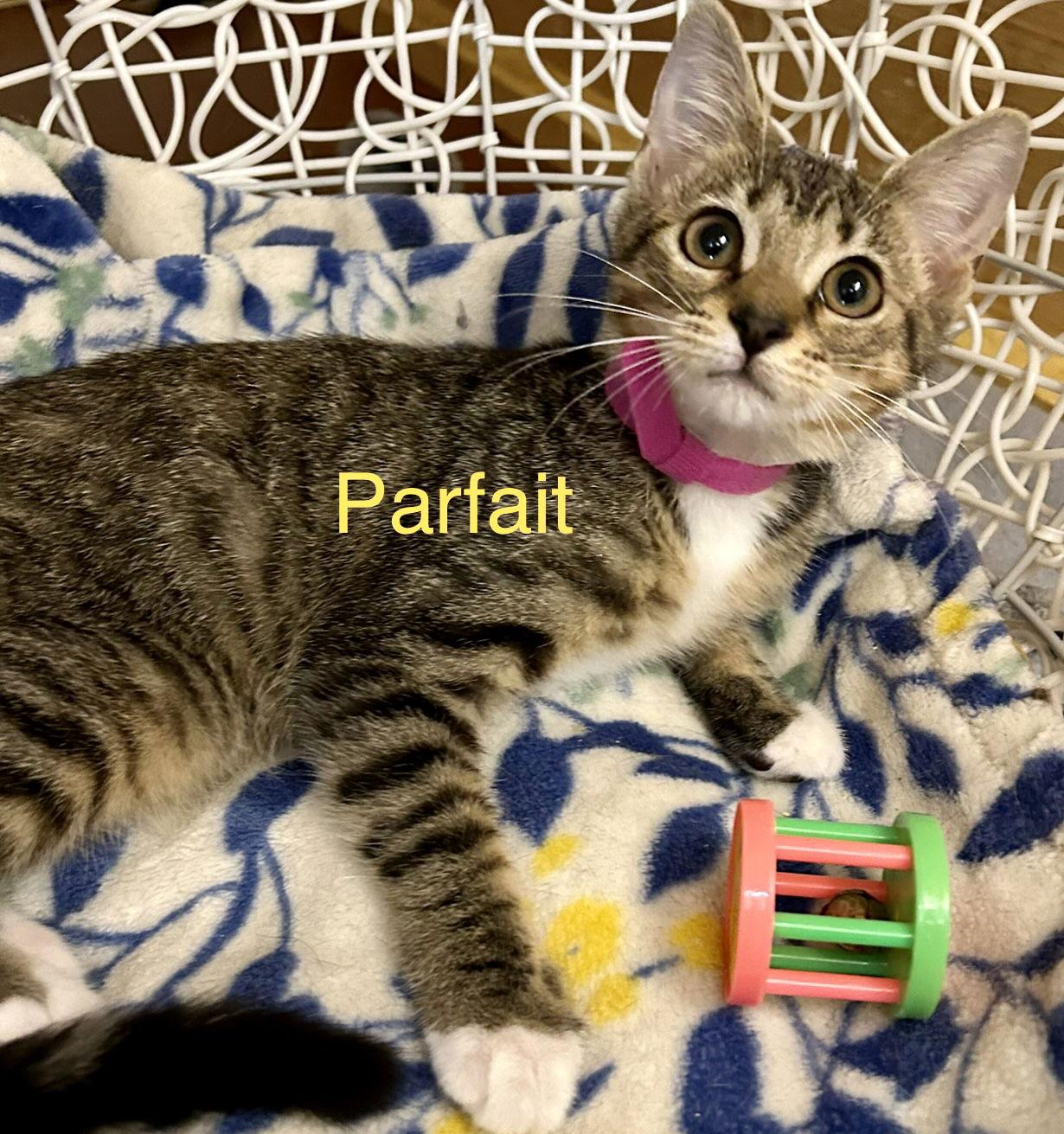 Enlarge Parfait, a Adoptable Domestic Short Hair in Winter Garden, FL image 3/3