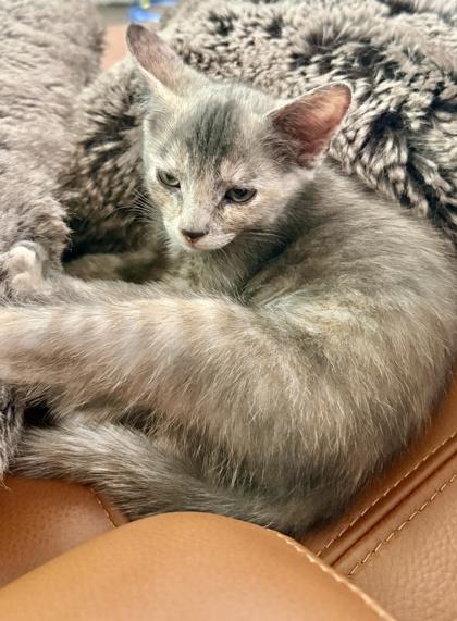 Azalea, Adoptable, Kitten Female Domestic Short Hair & Domestic Short Hair.