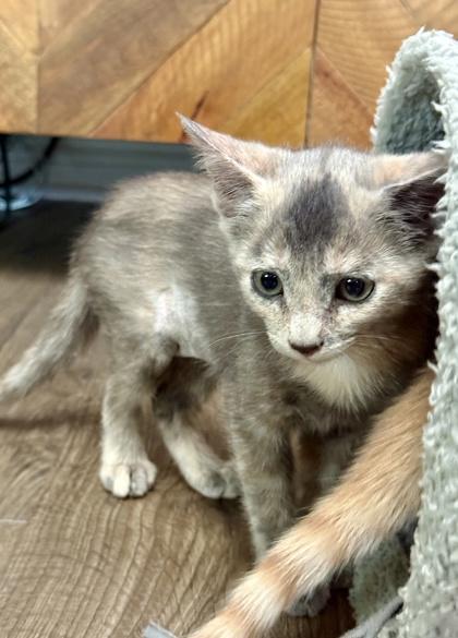 Enlarge Azalea, a Adoptable mixed breed in San Diego, CA image 2/3