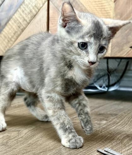 Enlarge Azalea, a Adoptable mixed breed in San Diego, CA image 3/3